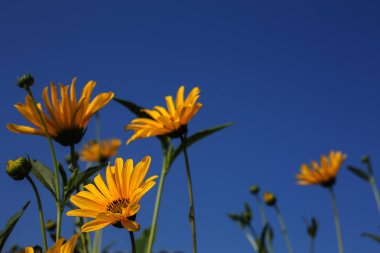 Arka plan renkleri sarı ve mavi gökyüzü. Büyük sarı çiçek mavi gökyüzüne streç.