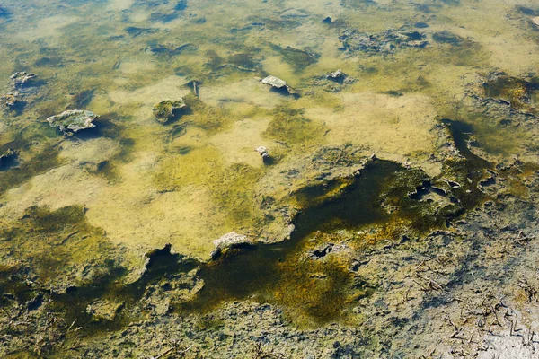 Texture Fond Lac Avec Les Algues Vertes Boue Mousse — Photo