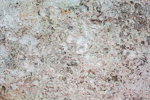 Textura Fundo Pedra Natural Com Conchas Animais Marinhos — Fotografia de Stock