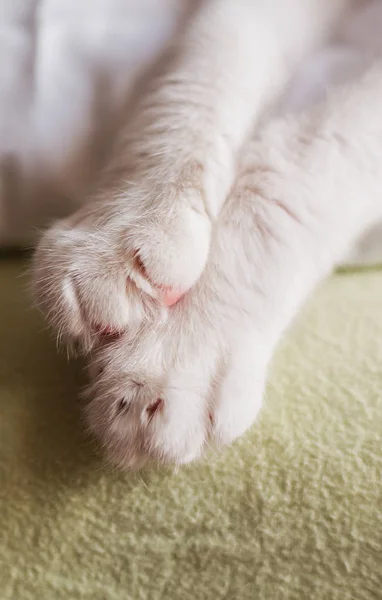 Malá Kočka Nohy Vypadají Roztomile — Stock fotografie