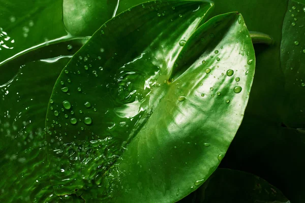 Hojas Plantas Verdes Frescas Después Lluvia Con Gotas Agua — Foto de Stock