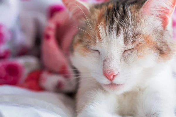 Kočka Spí Detail Růžové Kočičí Nos — Stock fotografie