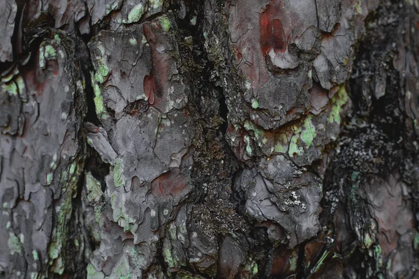 Tekstura Zbliżenie Tła Kory Drzewa — Zdjęcie stockowe