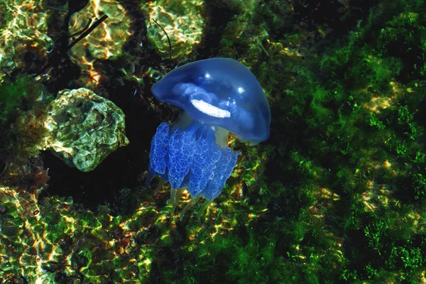배경에 파란색 해파리 — 스톡 사진