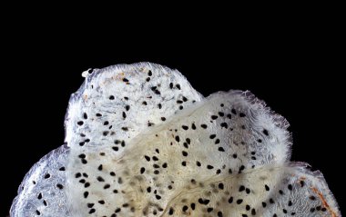 pitaya dilimleri siyah arka plan üzerine kurutulmuş