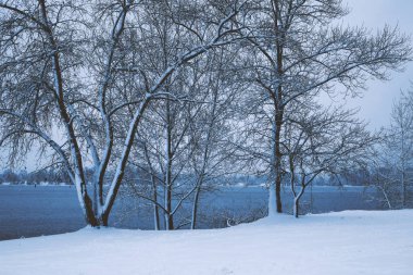 Foggy winter landscape with frosted trees