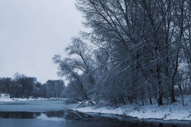 Kış manzarası - orman karlı kış ağaçlarda bulutlu kış hava