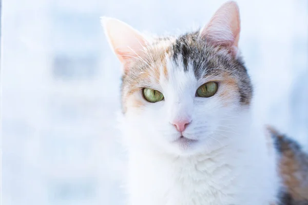 Lustige Katze — Stockfoto