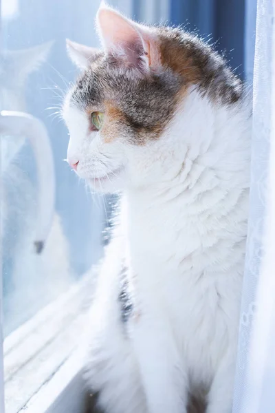 Ritratto gatto domestico. Gatto di colore bianco e grigio vicino alla finestra — Foto Stock