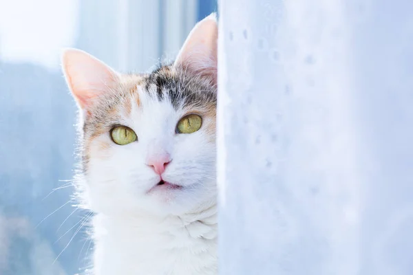 Gato cerca de ventana — Foto de Stock