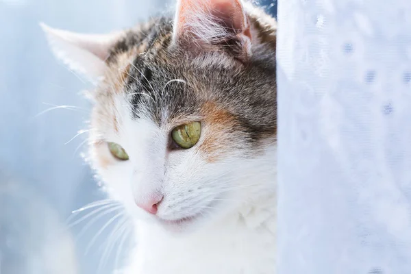 Lindo gato — Foto de Stock