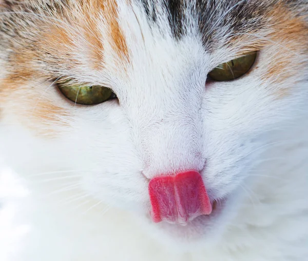 Leccato gatto da vicino — Foto Stock