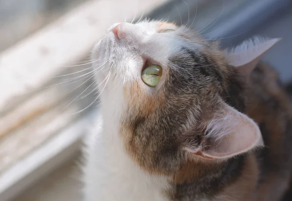 Katze in Fensternähe — Stockfoto