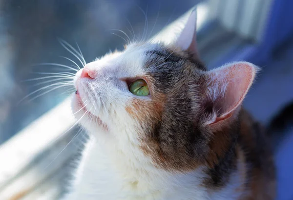 Großaufnahme-Katze — Stockfoto