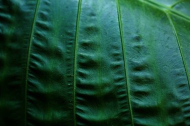 palmiye yaprağı doku