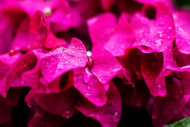 Çiçek doğal arka plan pembe ıslak çiçek yaprakları ile Wate