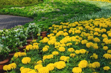 botanik bahçesinde birçok sarı çiçekler