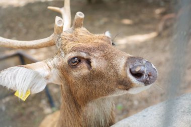 Hayvanat bahçesinde erkek geyik