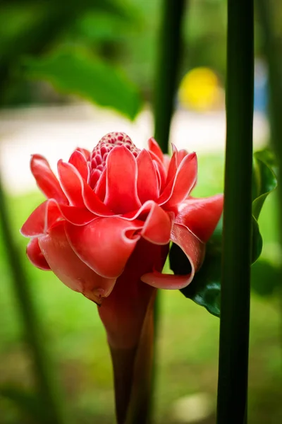 Hermosa flor rosa de plátano y hojas verdes —  Fotos de Stock