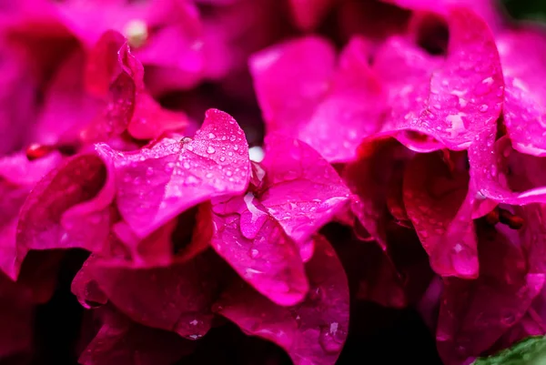 Fondo natural floral de pétalos de flores húmedas rosadas con wate —  Fotos de Stock
