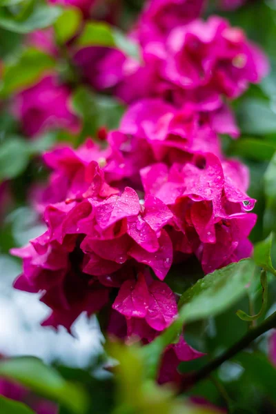 Flores rosadas — Foto de Stock