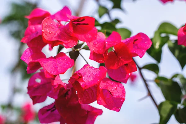 Вид на рожеву квітку Осінь Роял Екстрім Азалія з водяною росою — стокове фото