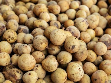 Güney langsat, arka plan olarak Güney langsat meyve demet