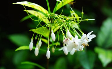 Doğadaki beyaz çiçekler. Doğa arka plan beyaz çiçekler.