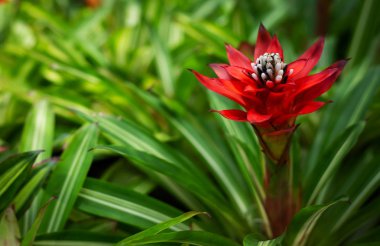 Kırmızı tropikal çiçekler, Tayland