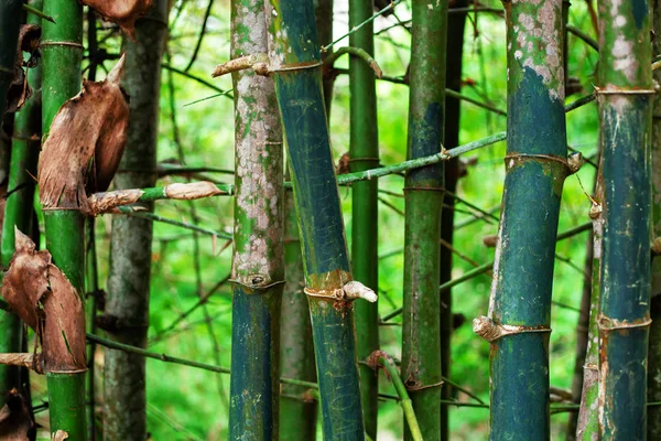 Árvore de bambu — Fotografia de Stock