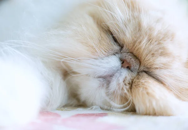 Lindo Durmiendo Gato Persa — Foto de Stock