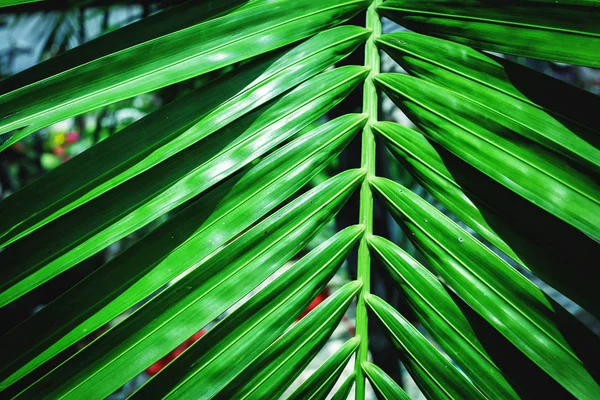 Folha tropical verde — Fotografia de Stock