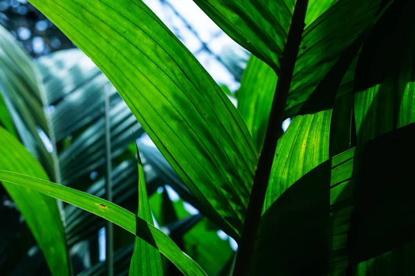 Folhas Palma Folhas Coco Fundo Verde — Fotografia de Stock