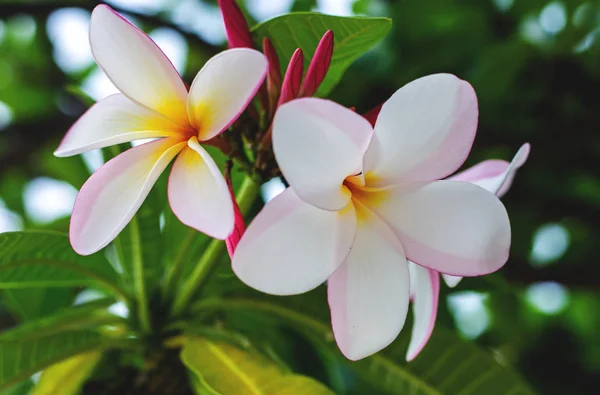 Flores de Plumeria — Foto de Stock