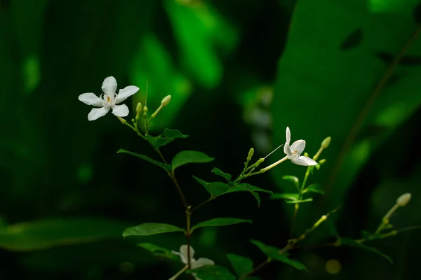 Λευκό λουλούδι σε σκούρο πράσινο φόντο — Φωτογραφία Αρχείου