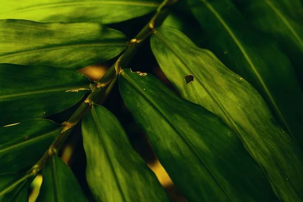 Folha tropical verde — Fotografia de Stock