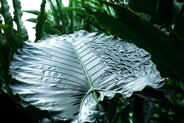 Великий зелений тропічний лист — стокове фото