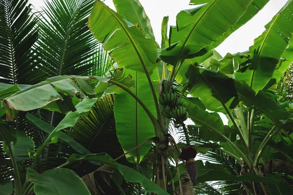 Tropical trees arranged in full background