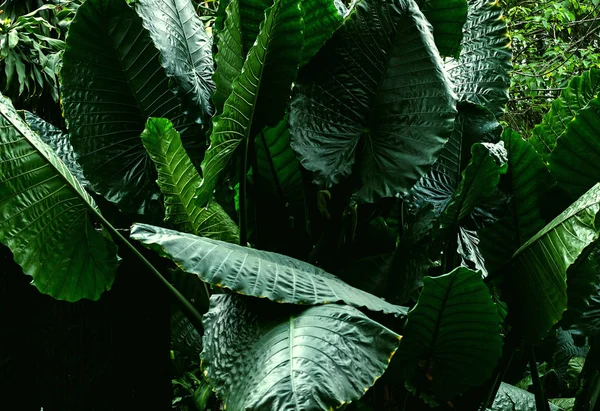 Árvore verde tropical — Fotografia de Stock