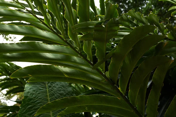 Relaxing on green tropical leaf. Lush tropical vegetation of the — Stock Photo, Image