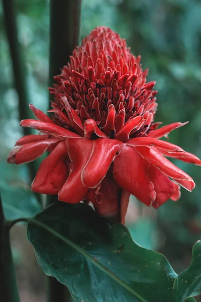 Etlingera elatior flower — Stock Photo, Image