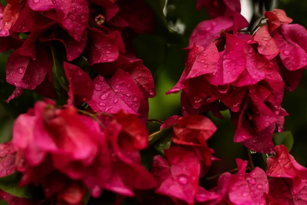 핑크 부겐빌레아 꽃이 이슬 방울 — 스톡 사진