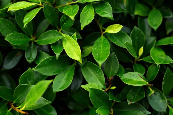 yeşil ıslak yapraklar