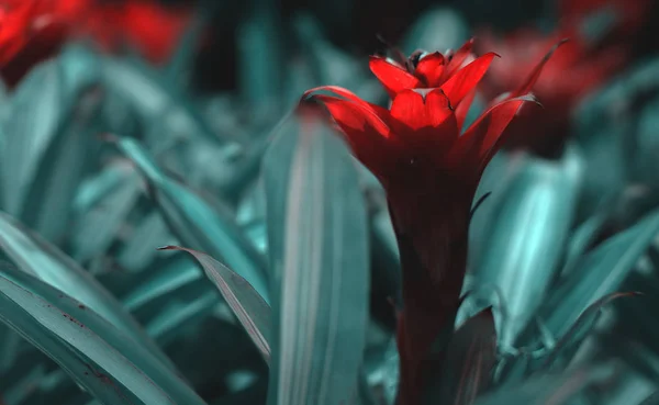 Flor roja exótica —  Fotos de Stock