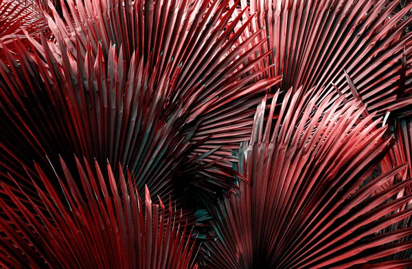 tropikal yaprak doku arka plan