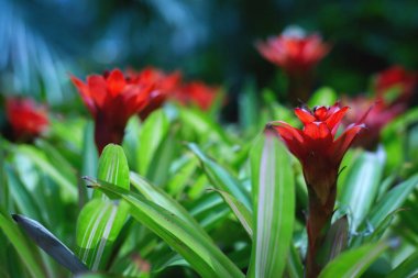 Tropikal bahçede çiçek açan parlak kırmızı egzotik çiçekler