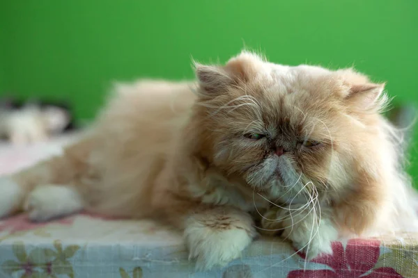 Gato vermelho persa — Fotografia de Stock