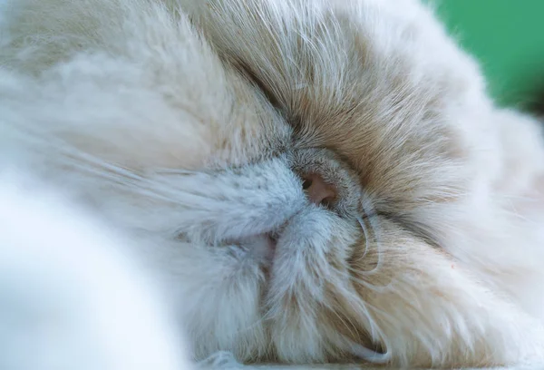 Grazioso persiano gatto dormire — Foto Stock
