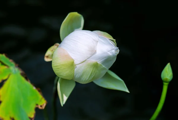 Hermosa flor de loto verde Bud —  Fotos de Stock