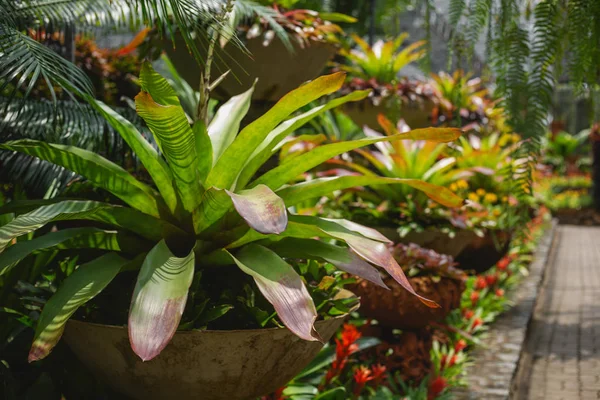 植物緑の背景 — ストック写真